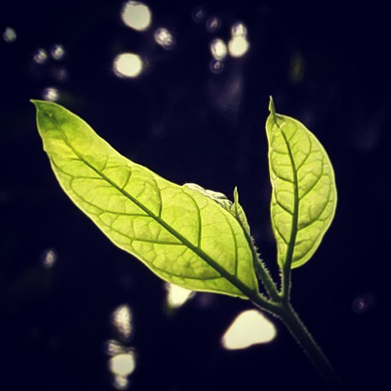 _newleaf___nature___life___green
